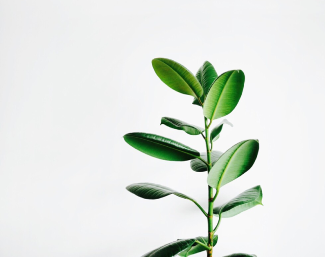 image of plant with large green leaves